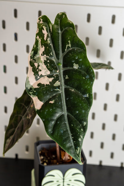 Alocasia Chantrieri Pink Variegata #2