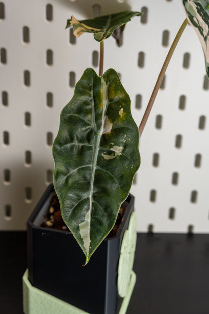 Alocasia Chantrieri Pink Variegata #2