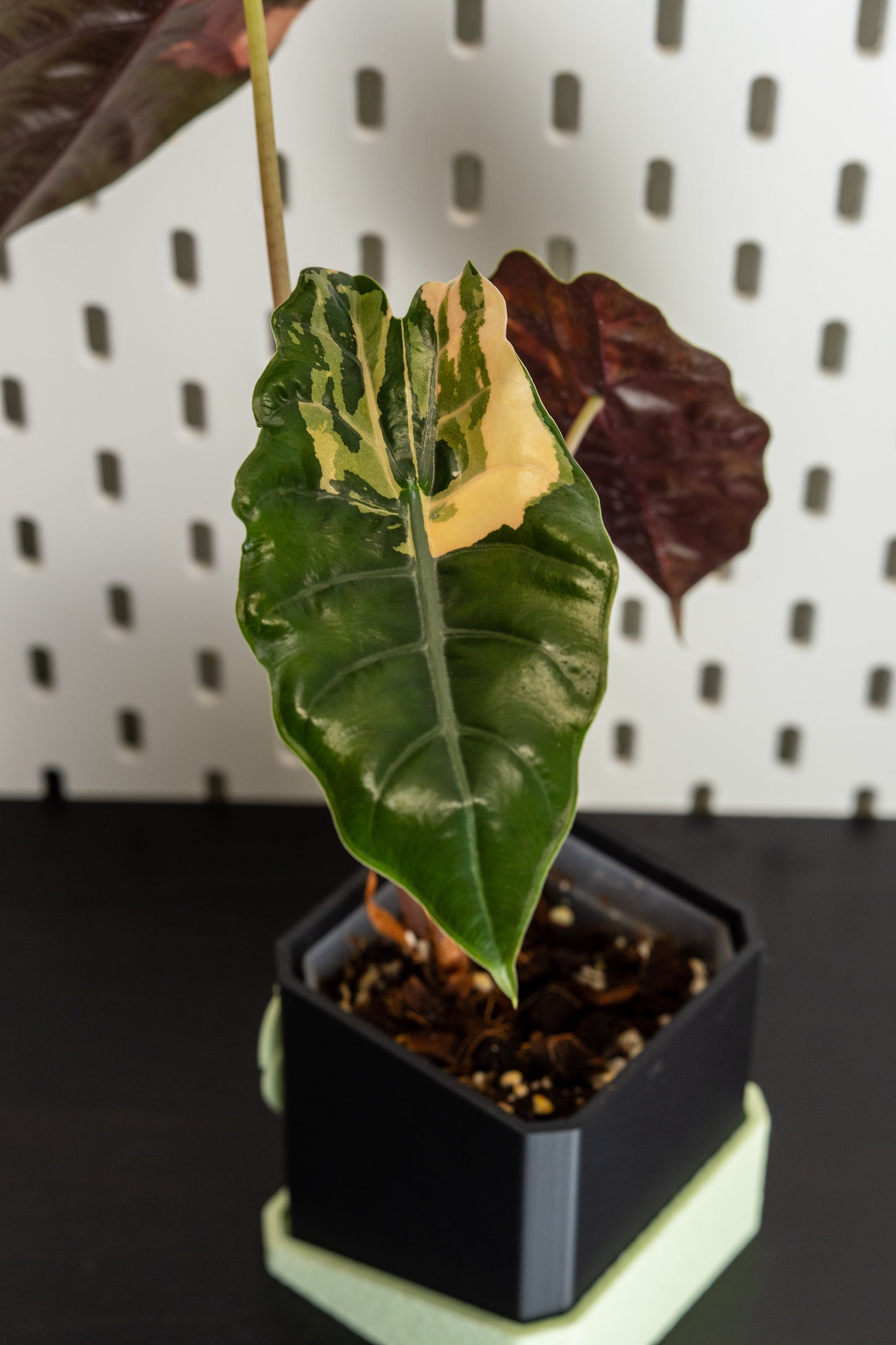 Alocasia Chantrieri Pink Variegata #2