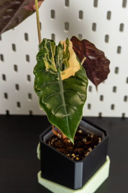 Alocasia Chantrieri Pink Variegata #2
