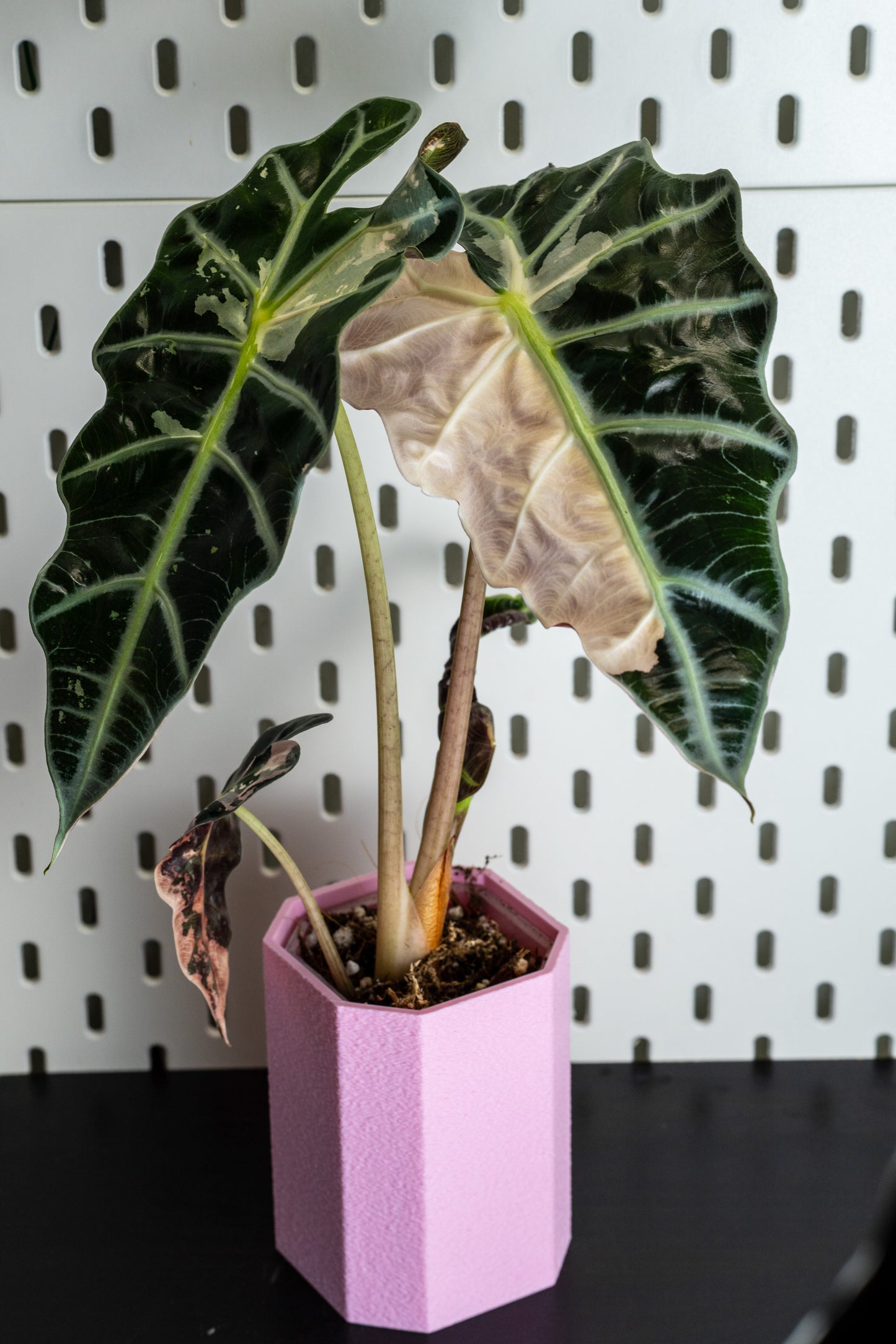 Alocasia Polly Snowflake Pink Variegata