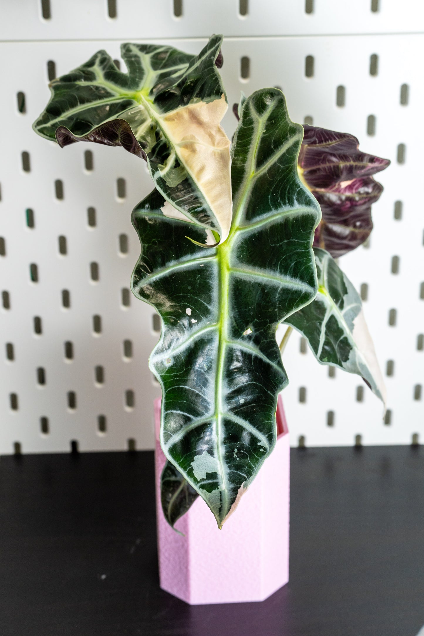 Alocasia Polly Snowflake Pink Variegata