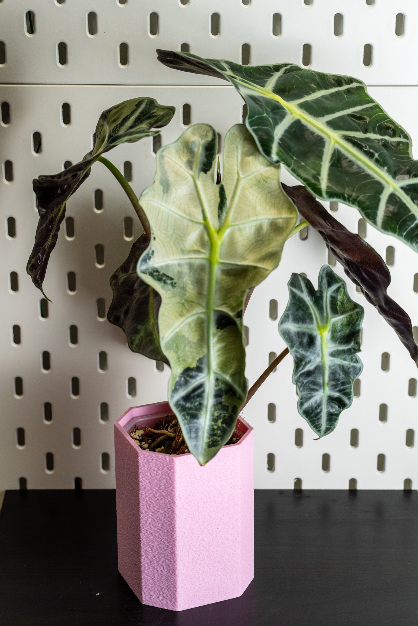 Alocasia Polly Snowflake Pink Variegata