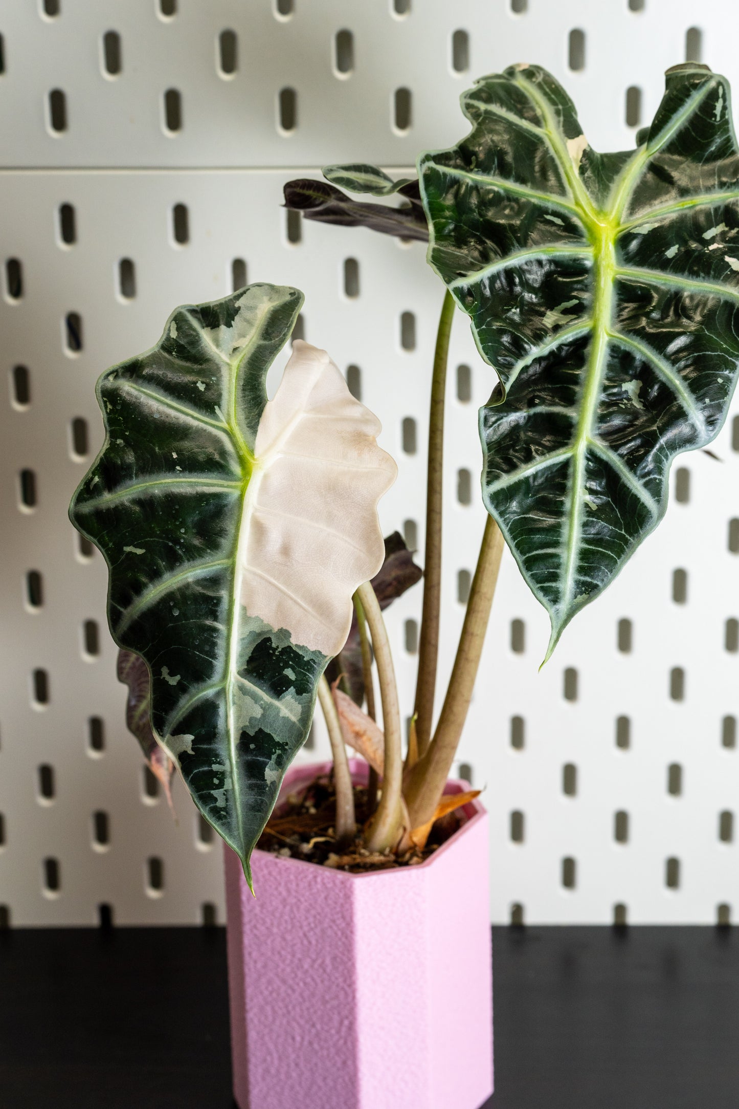 Alocasia Polly Snowflake Pink Variegata