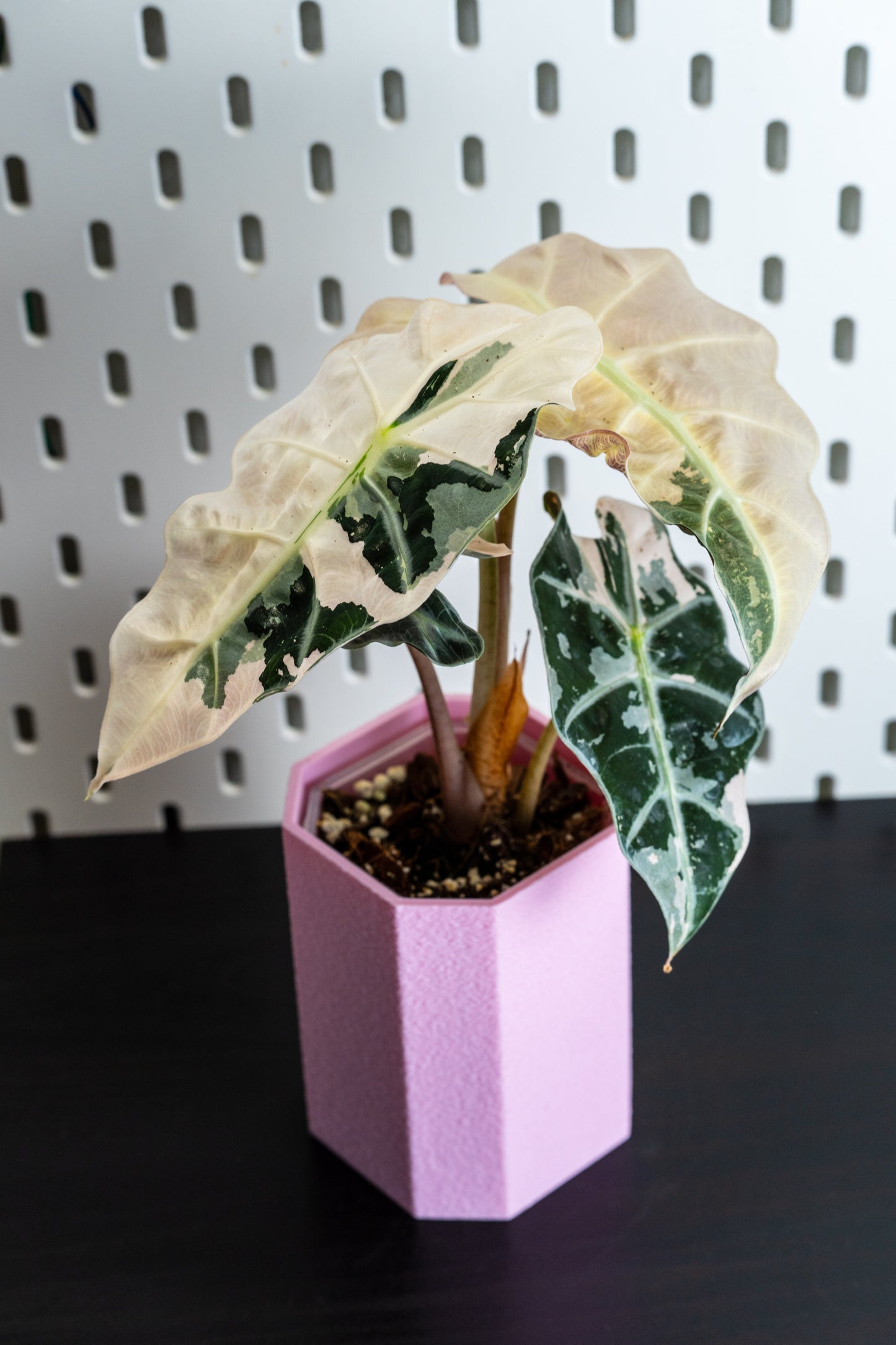 Alocasia Polly Snowflake Pink Variegata