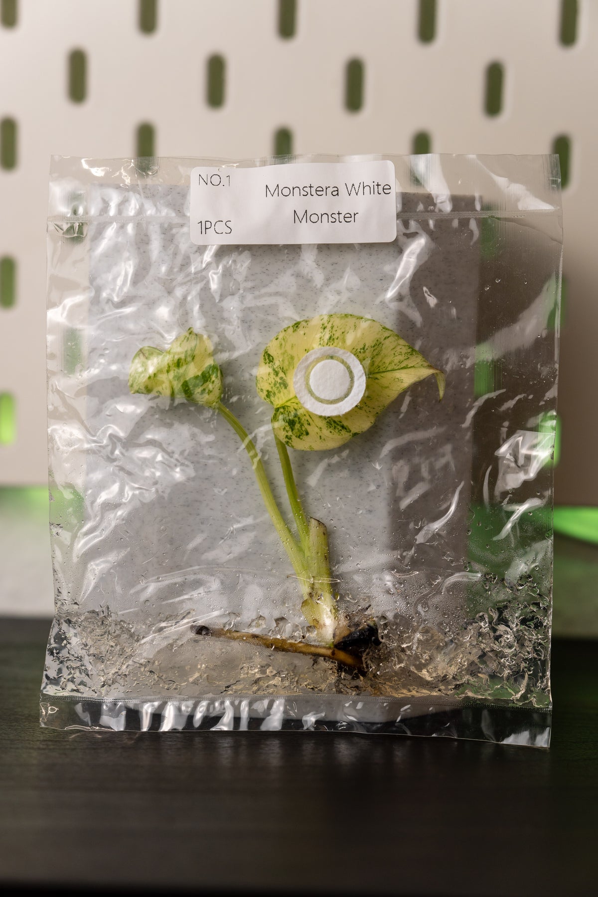 Monstera White Monster Variegata Tissue Culture