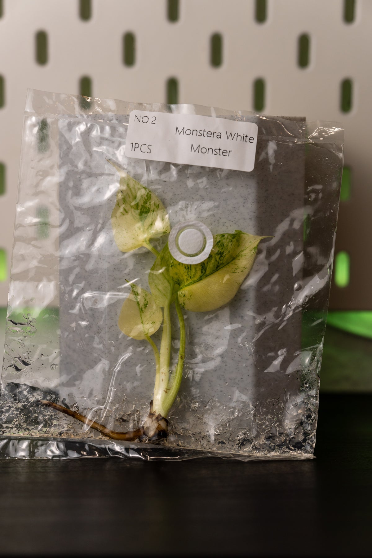 Monstera White Monster Variegata Tissue Culture