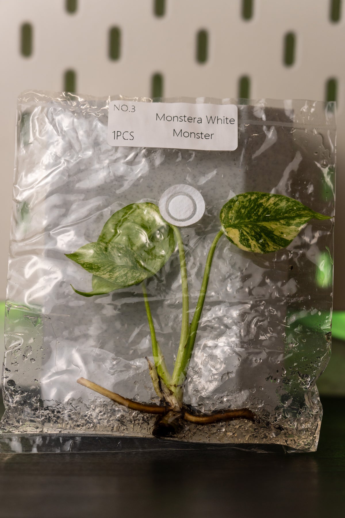 Monstera White Monster Variegata Tissue Culture
