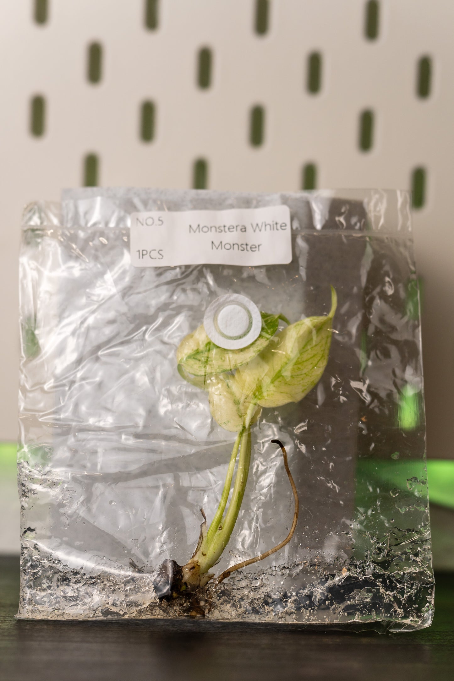 Monstera White Monster Variegata Tissue Culture