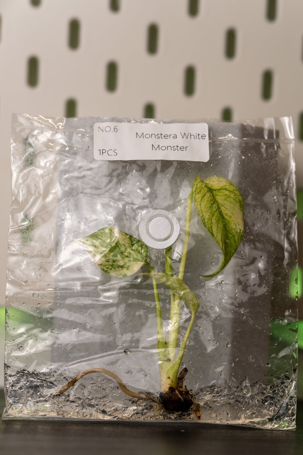 Monstera White Monster Variegata Tissue Culture
