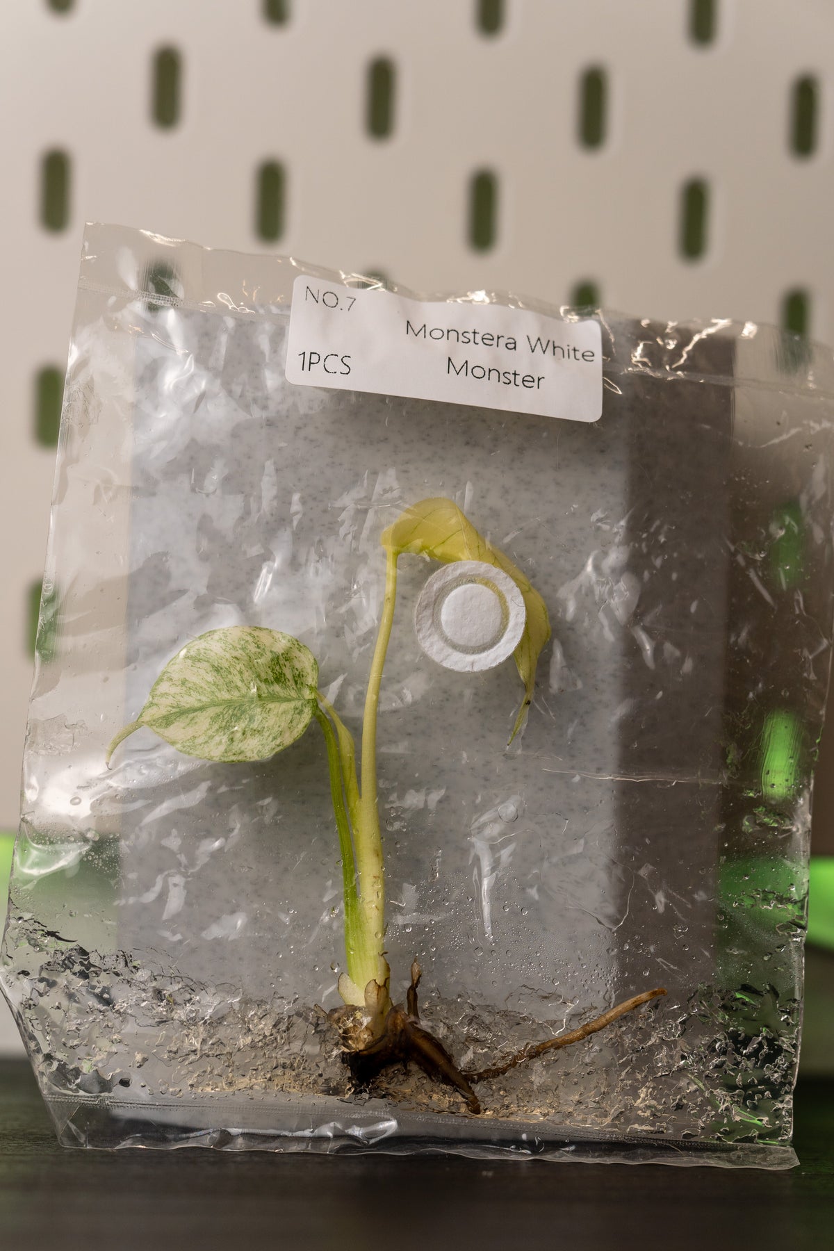 Monstera White Monster Variegata Tissue Culture