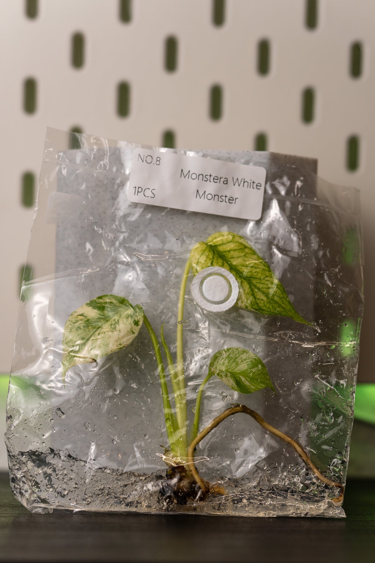 Monstera White Monster Variegata Tissue Culture