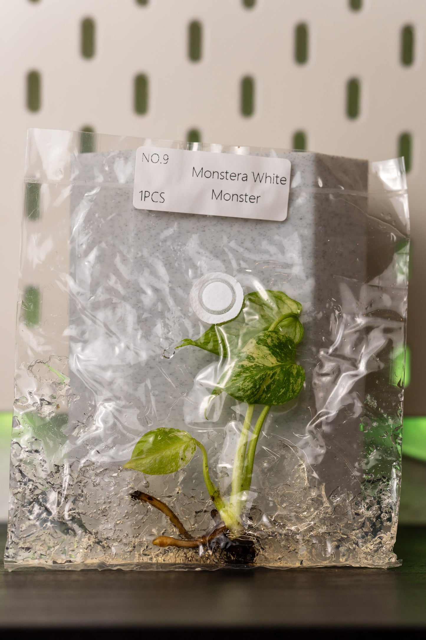 Monstera White Monster Variegata Tissue Culture