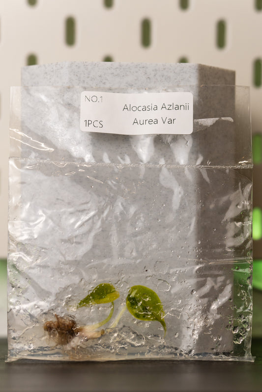 Alocasia Azlanii Variegata Tissue Culture