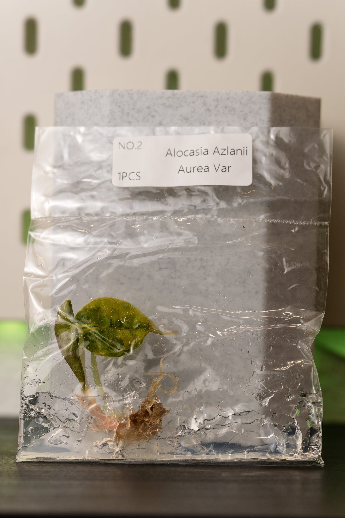 Alocasia Azlanii Variegata Tissue Culture