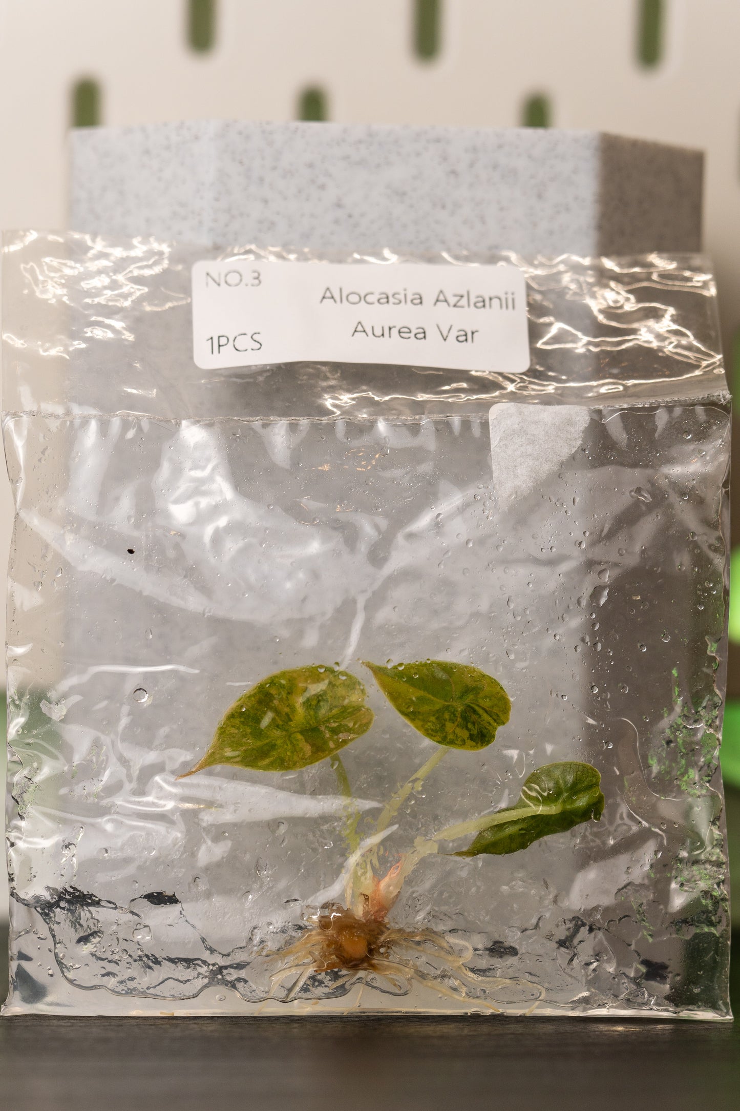 Alocasia Azlanii Variegata Tissue Culture