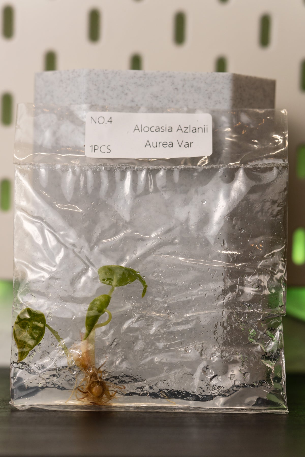Alocasia Azlanii Variegata Tissue Culture