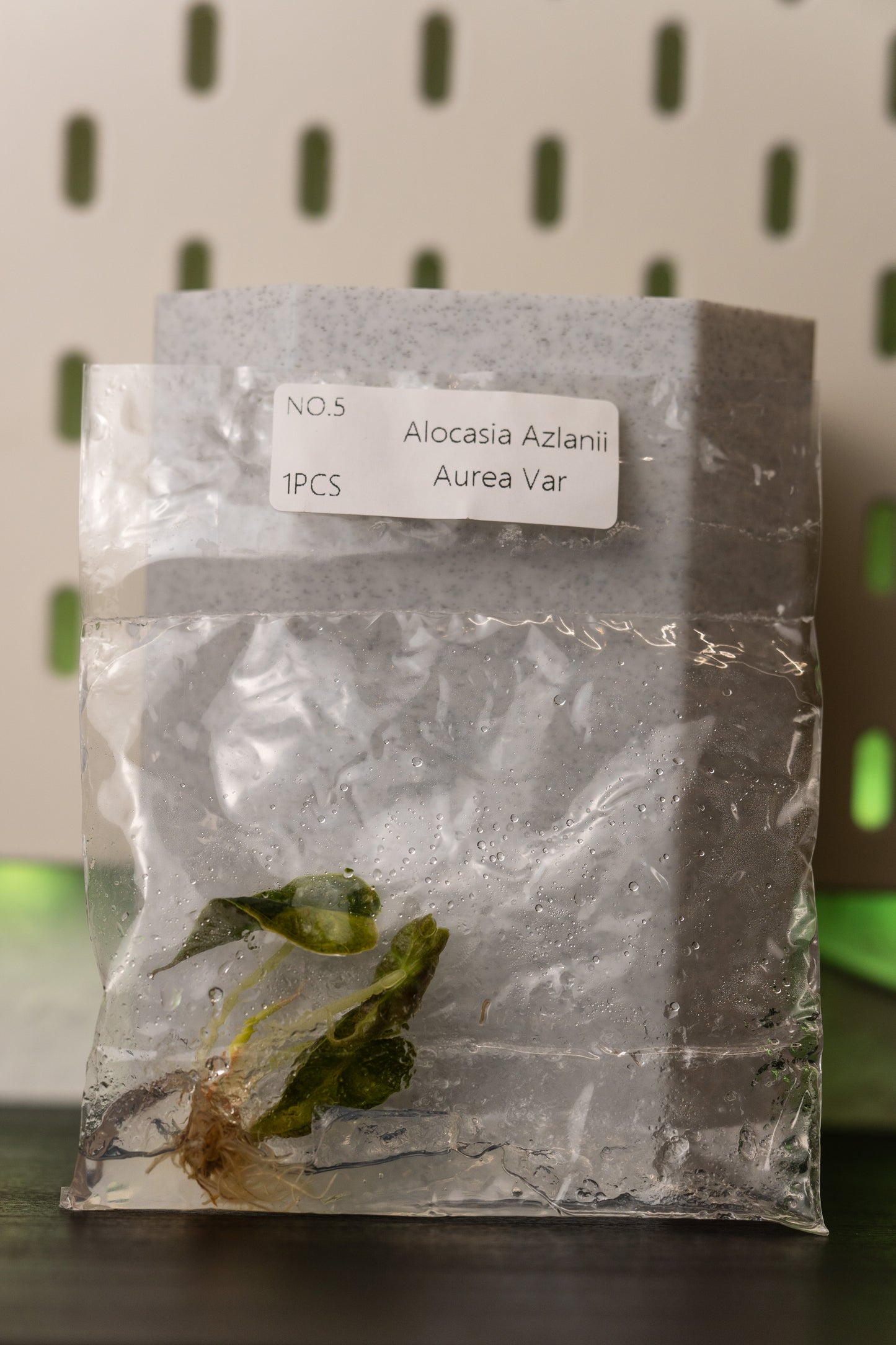 Alocasia Azlanii Variegata Tissue Culture