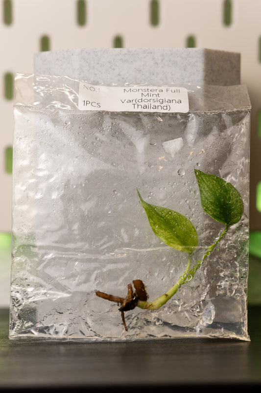 Monstera Full Mint Thailand Variegata Tissue Culture