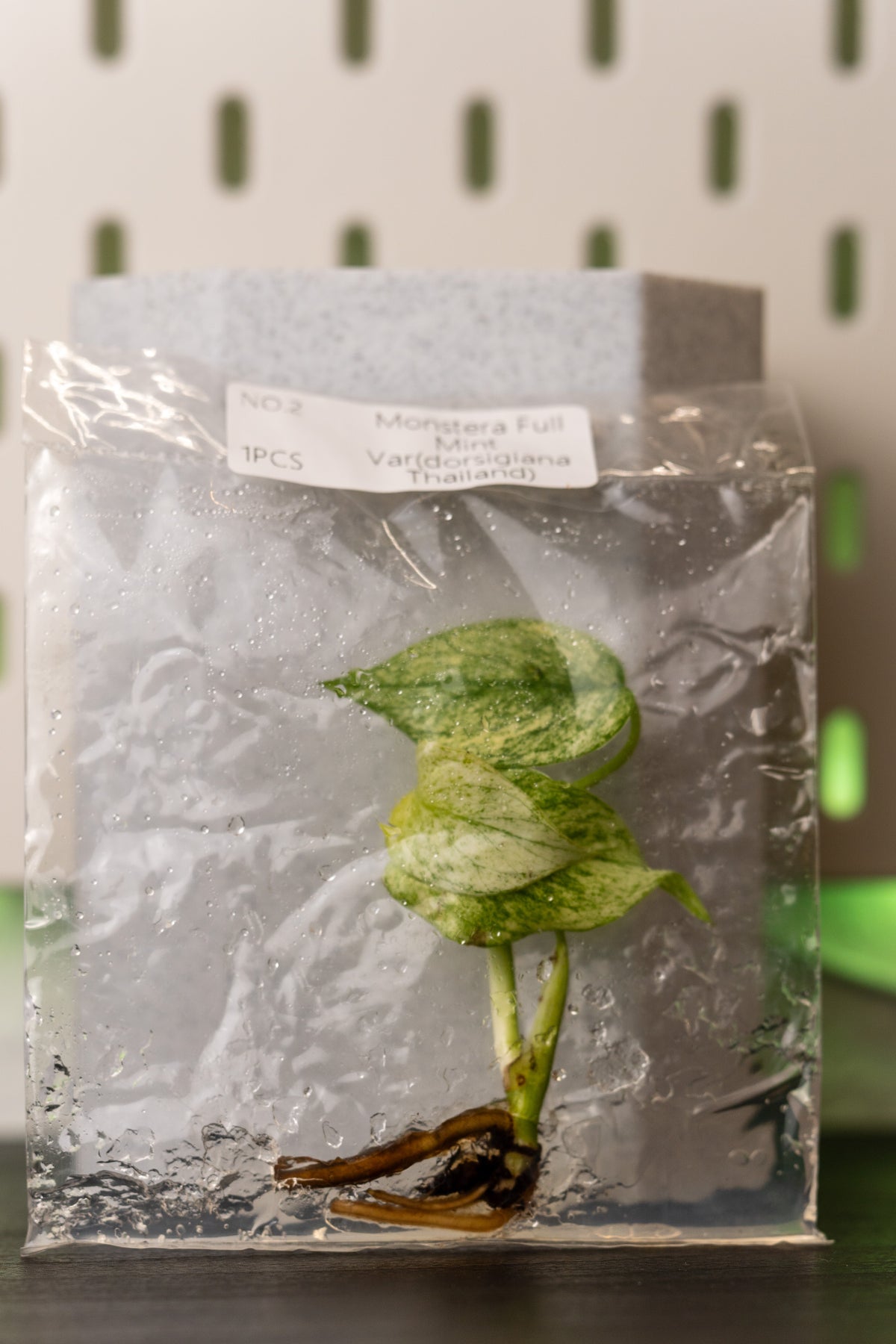 Monstera Full Mint Thailand Variegata Tissue Culture
