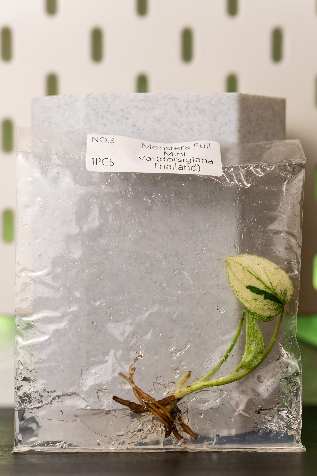 Monstera Full Mint Thailand Variegata Tissue Culture