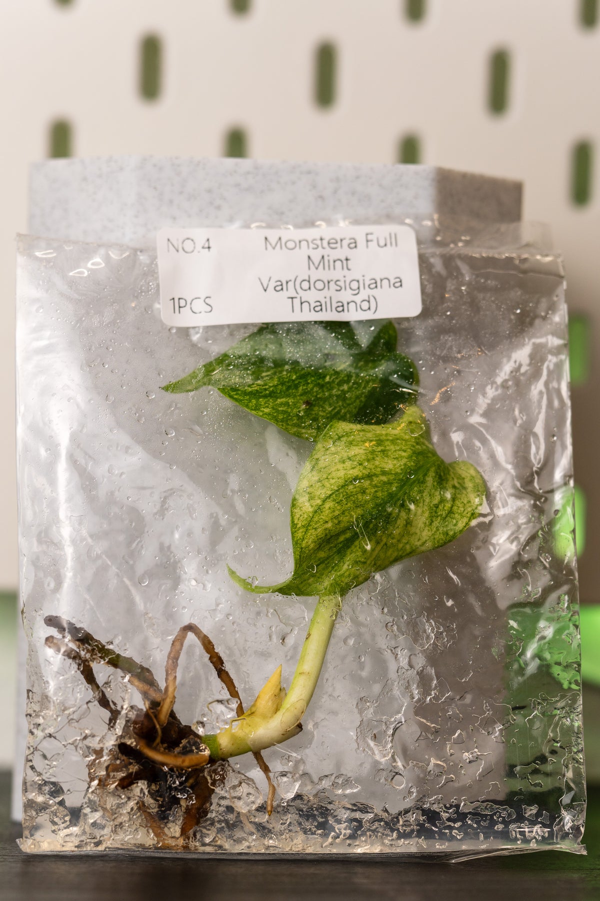 Monstera Full Mint Thailand Variegata Tissue Culture