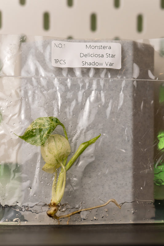 Monstera Star Shadow Variegata Tissue Culture