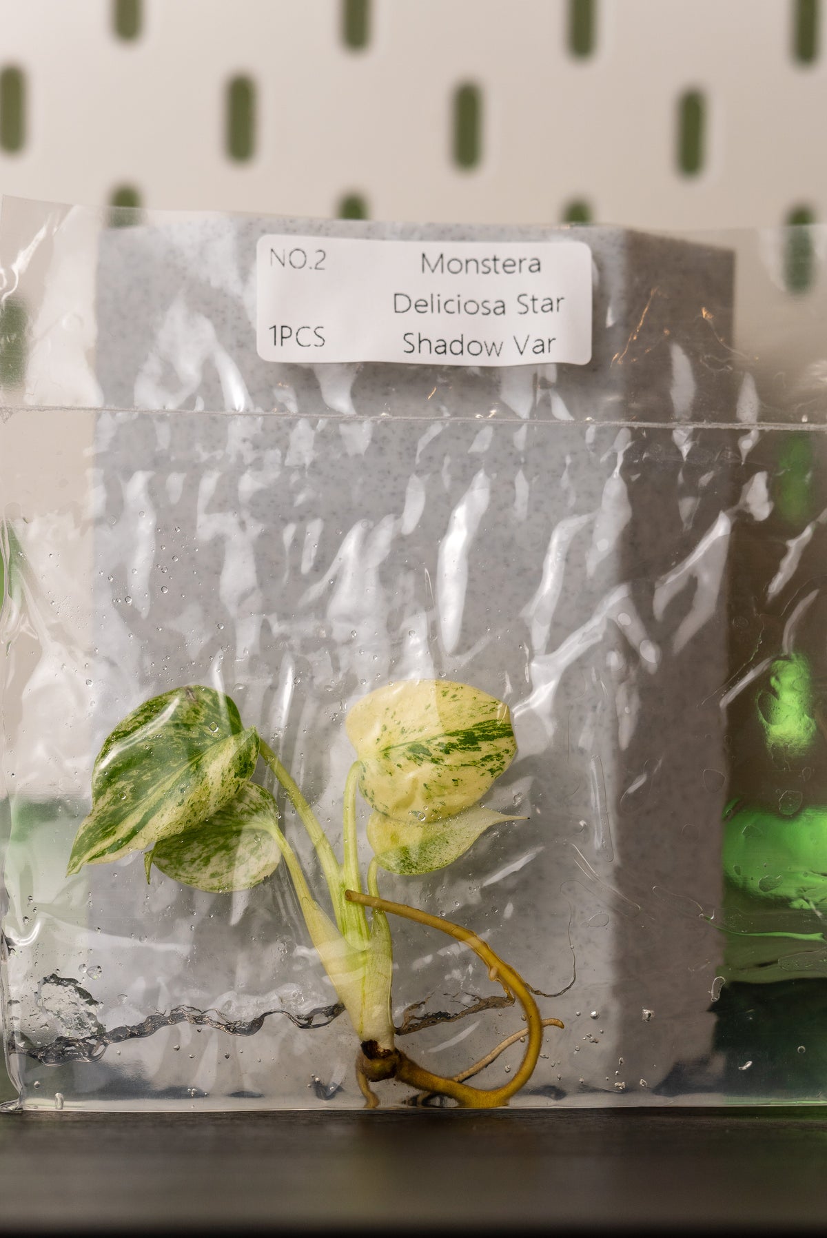 Monstera Star Shadow Variegata Tissue Culture