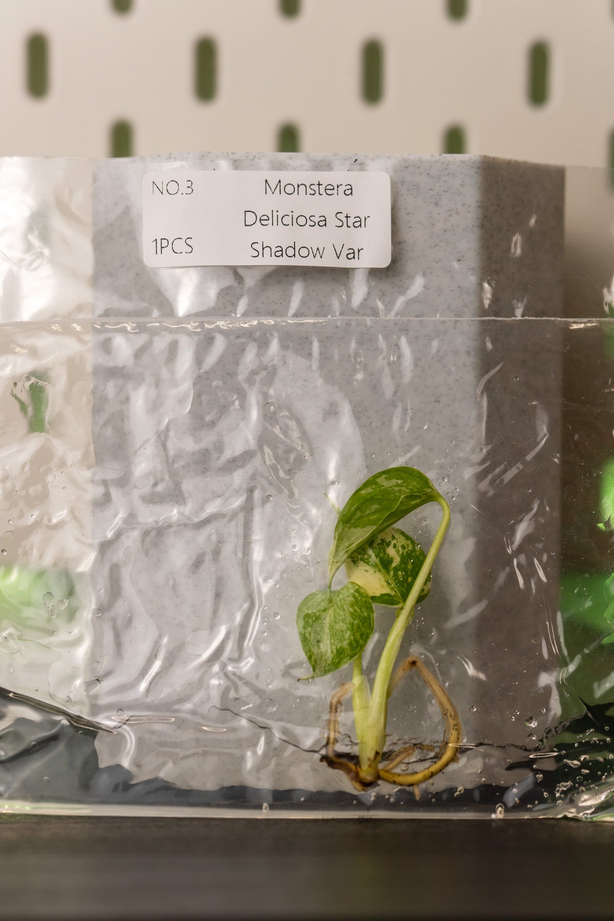 Monstera Star Shadow Variegata Tissue Culture