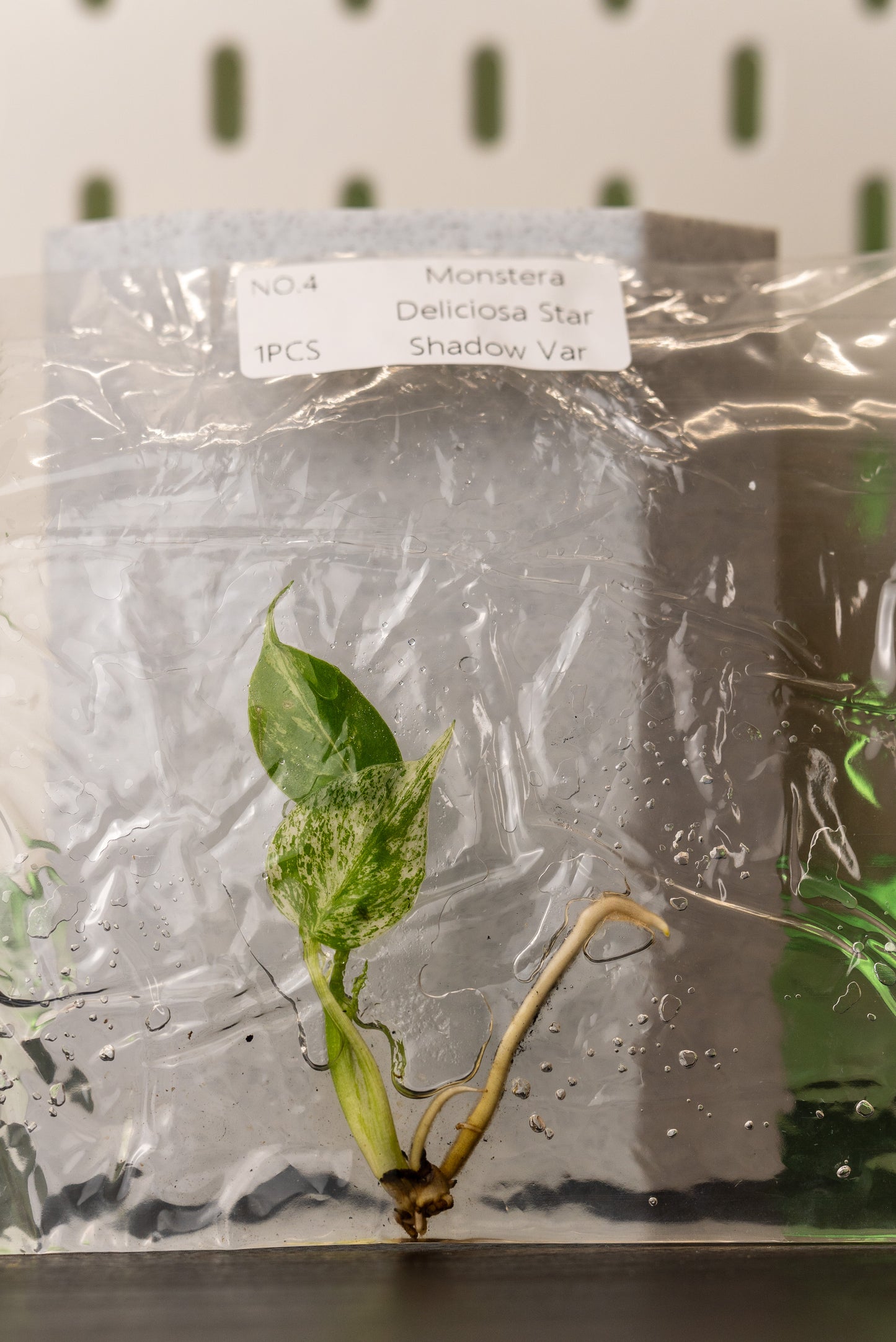 Monstera Star Shadow Variegata Tissue Culture