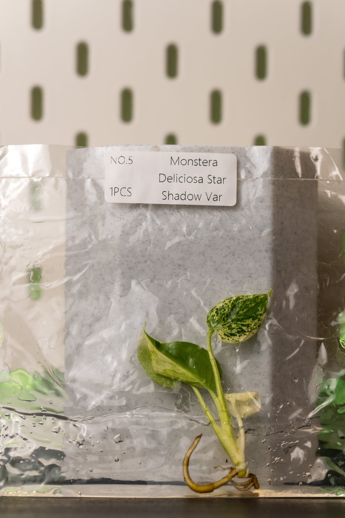 Monstera Star Shadow Variegata Tissue Culture