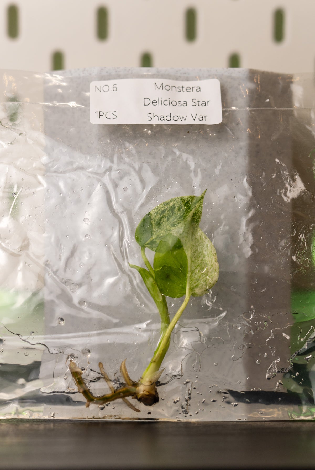Monstera Star Shadow Variegata Tissue Culture