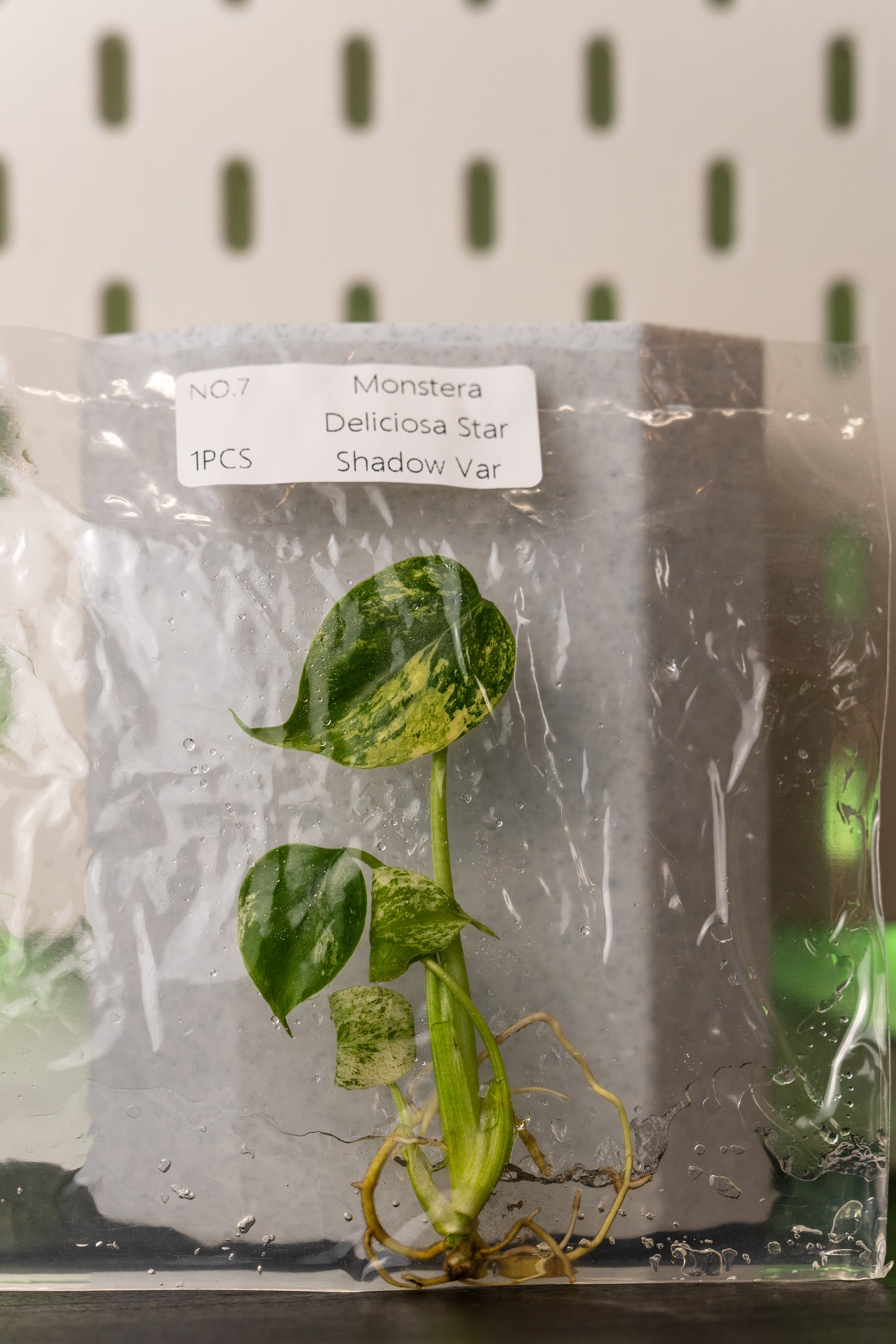 Monstera Star Shadow Variegata Tissue Culture