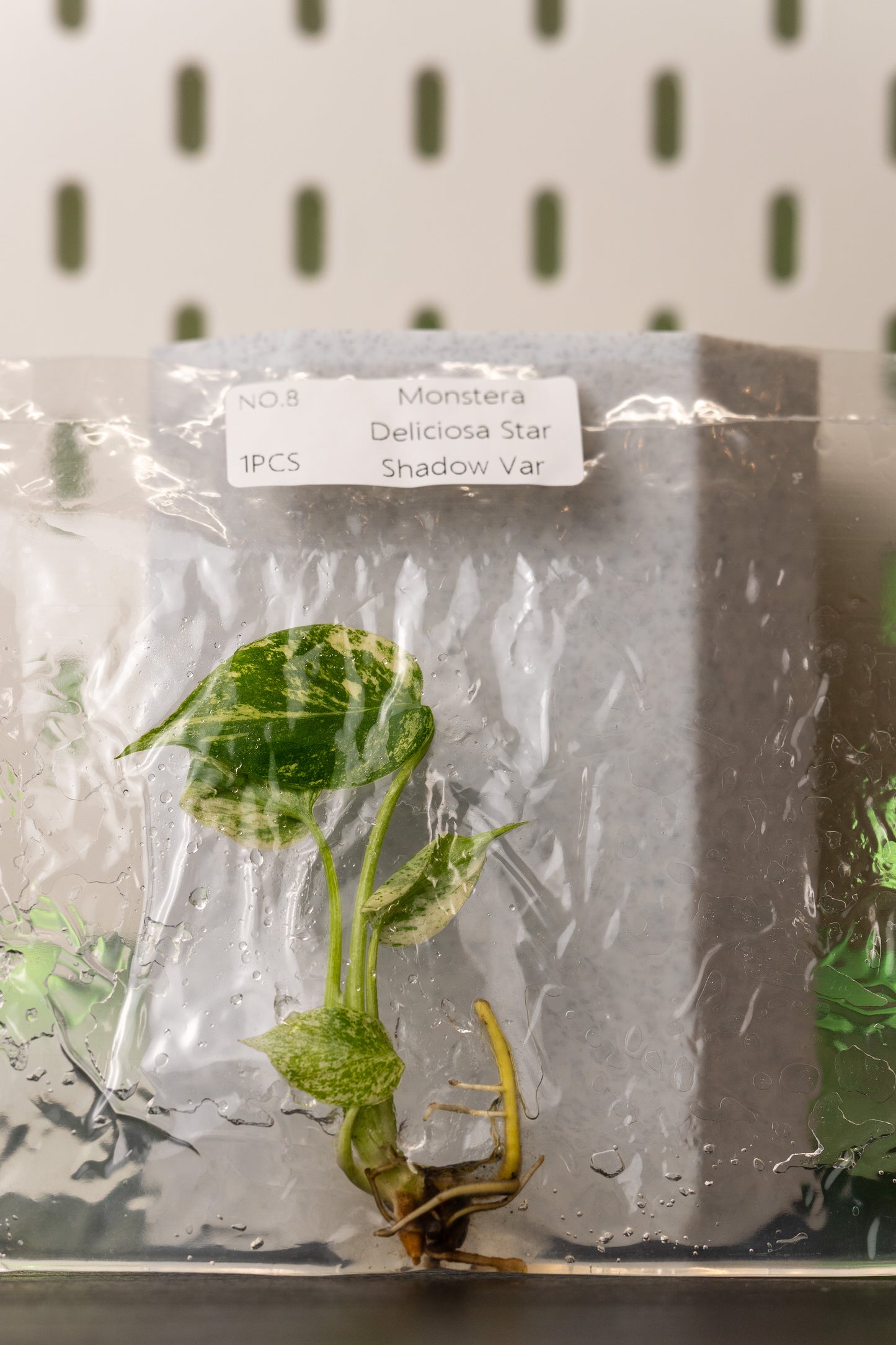 Monstera Star Shadow Variegata Tissue Culture