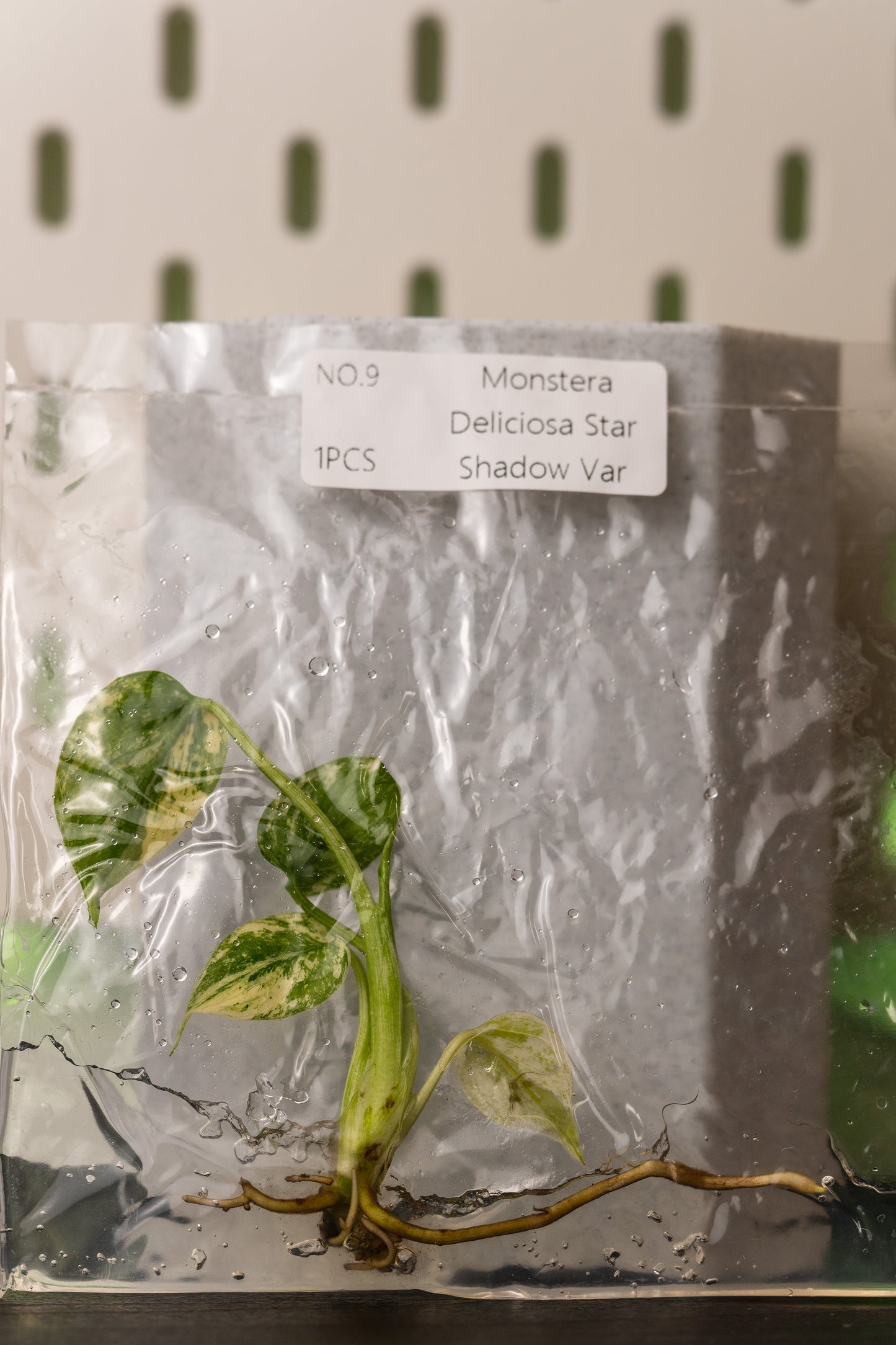 Monstera Star Shadow Variegata Tissue Culture