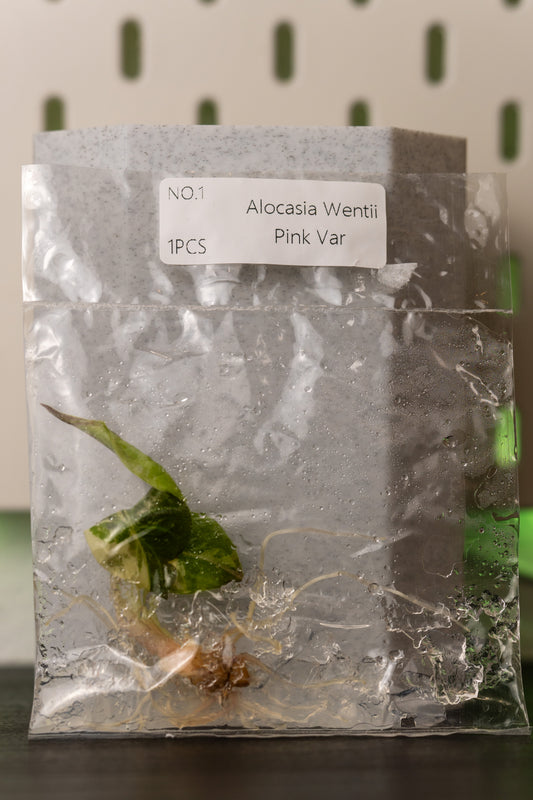 Alocasia Wentii Pink Variegata Tissue Culture