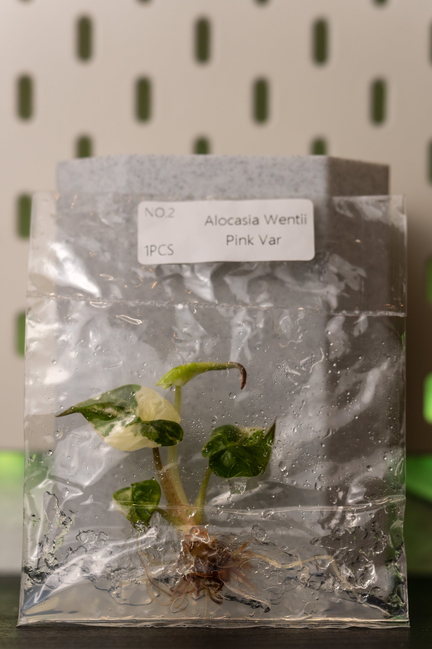 Alocasia Wentii Pink Variegata Tissue Culture