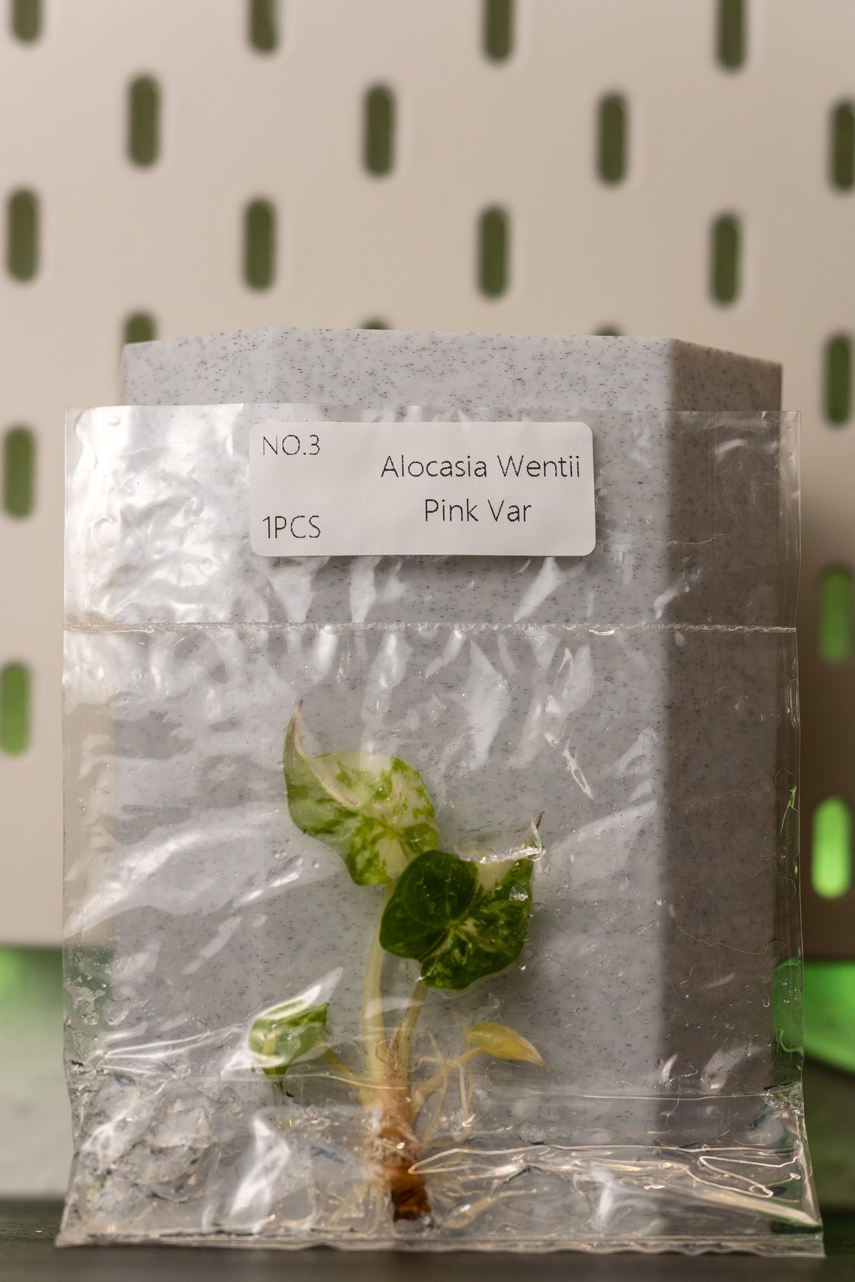 Alocasia Wentii Pink Variegata Tissue Culture