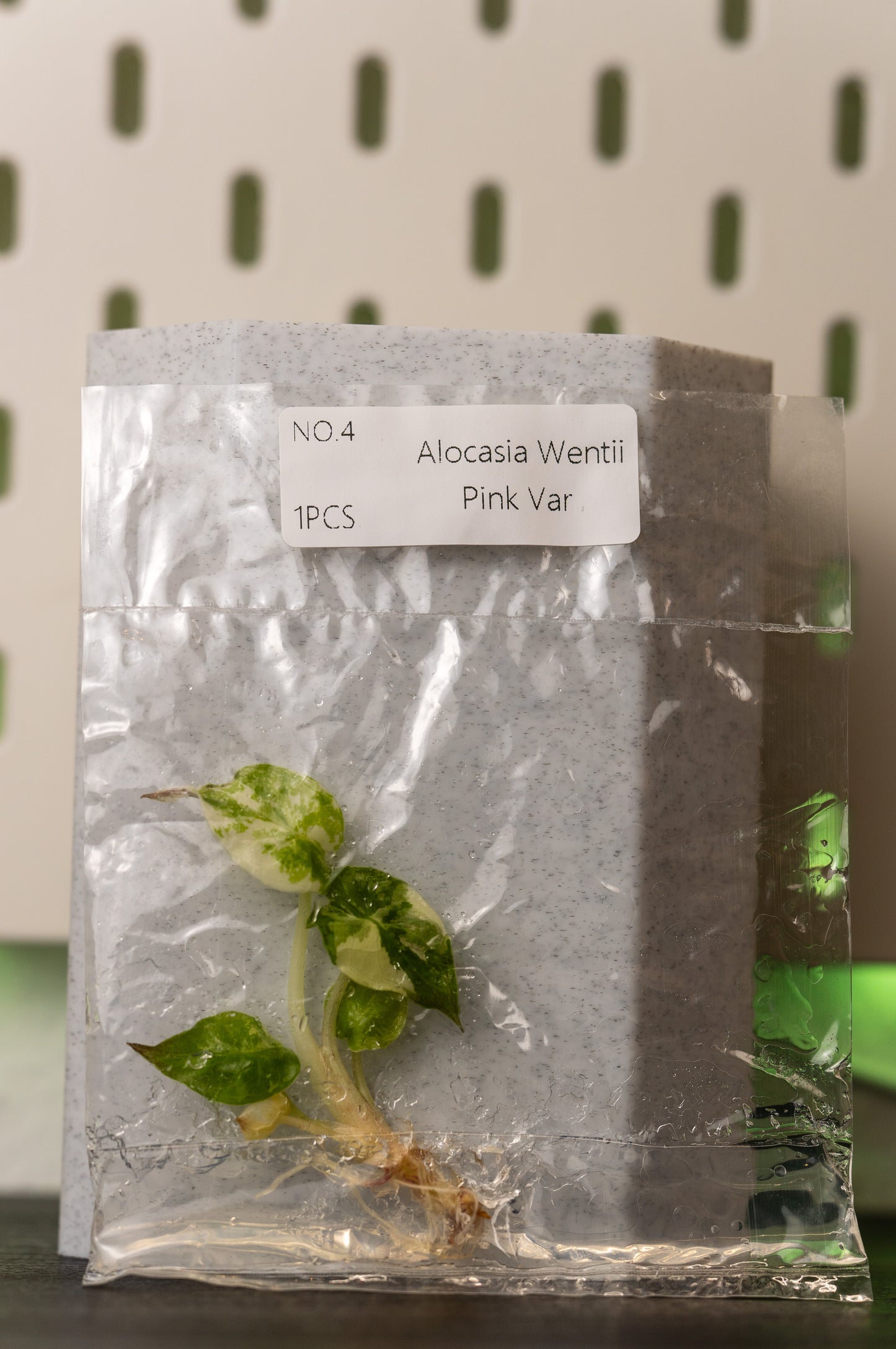 Alocasia Wentii Pink Variegata Tissue Culture