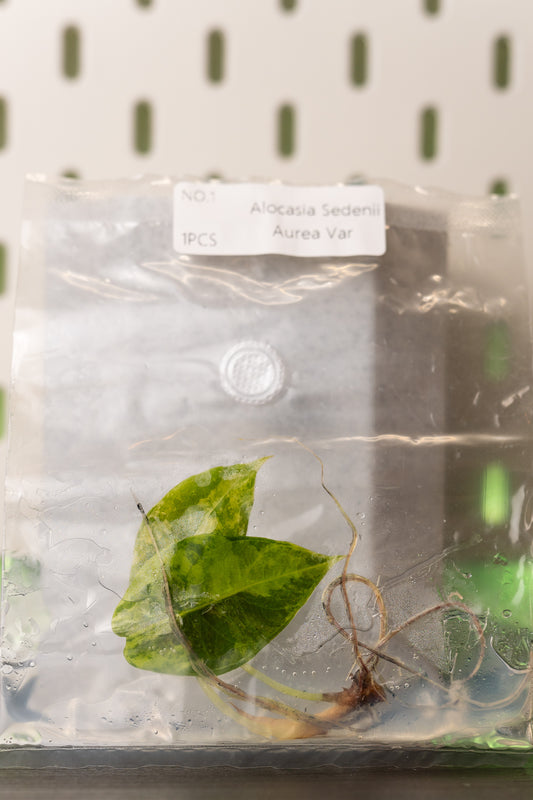 Alocasia Sedenii Aurea Variegata Tissue Culture