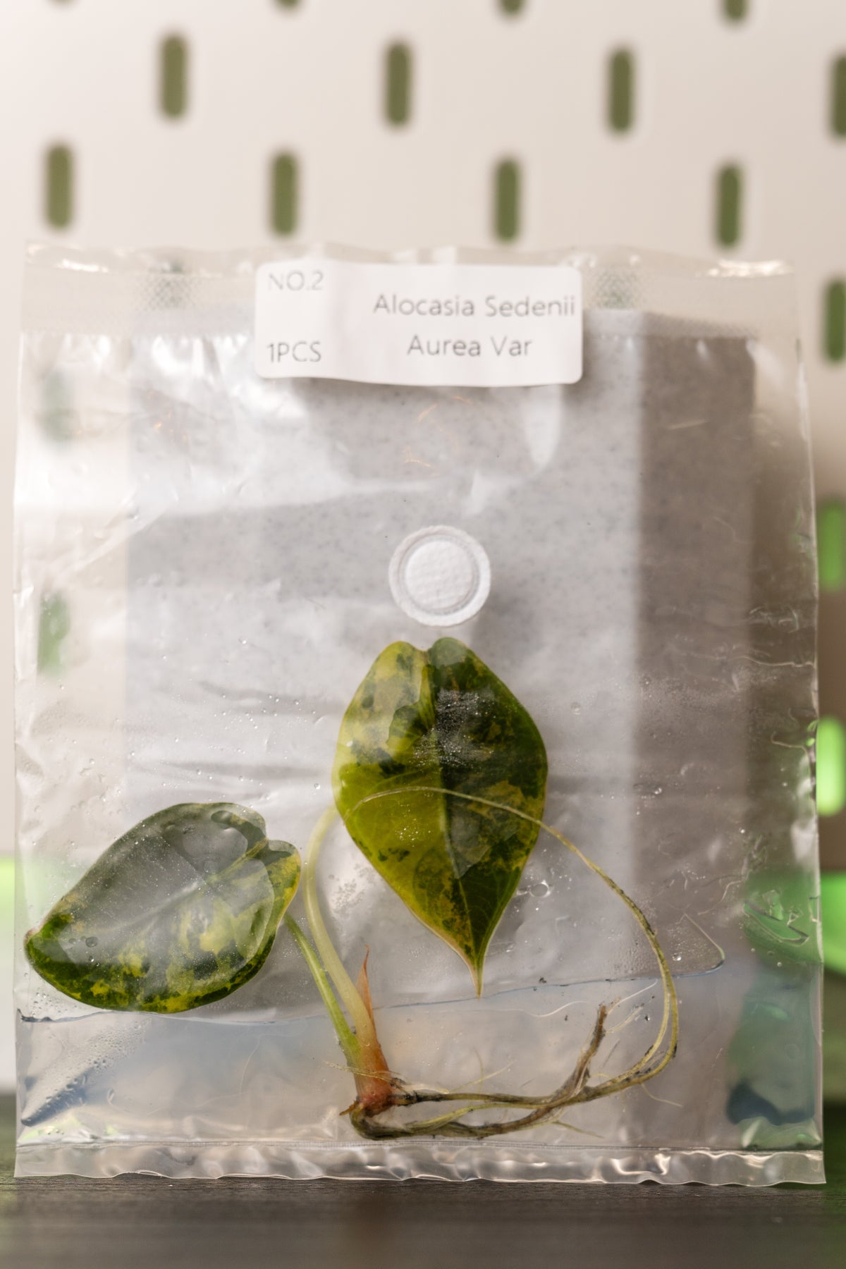Alocasia Sedenii Aurea Variegata Tissue Culture