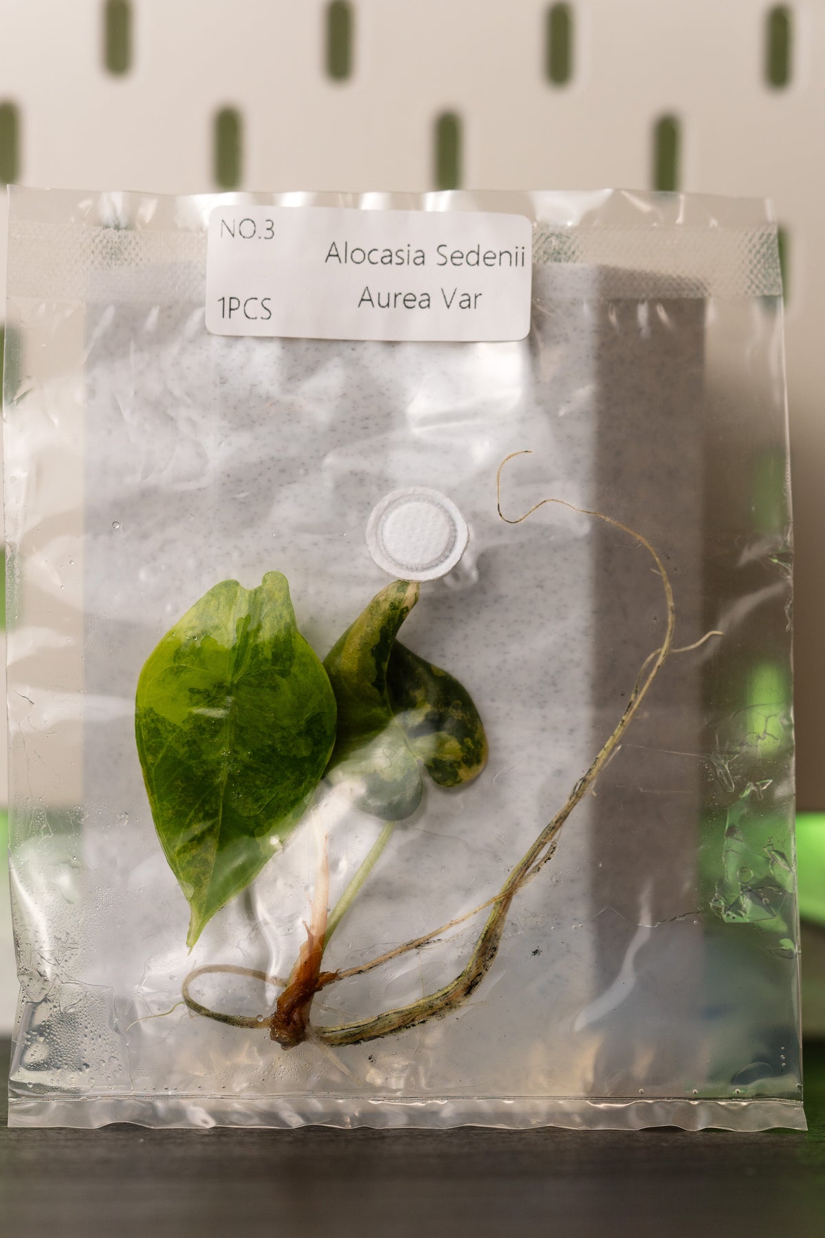 Alocasia Sedenii Aurea Variegata Tissue Culture