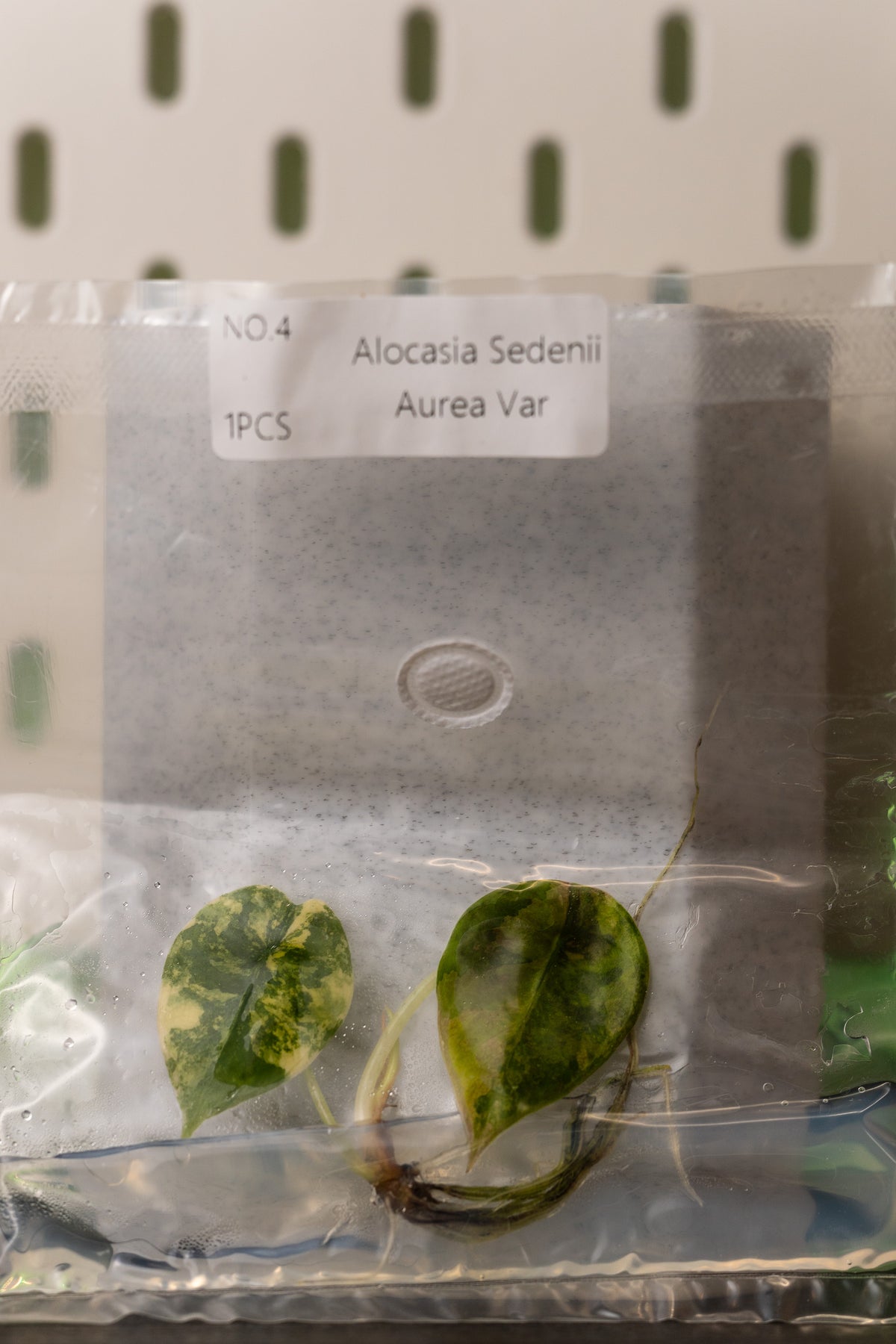 Alocasia Sedenii Aurea Variegata Tissue Culture