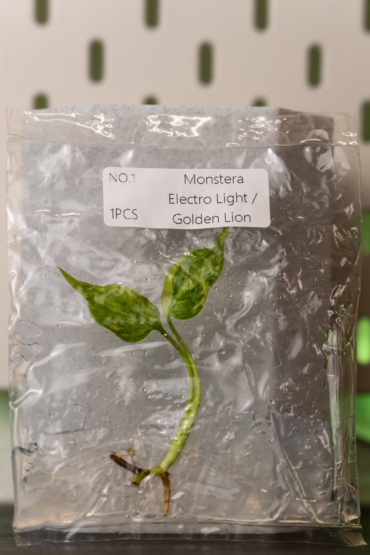 Monstera Electrolight / Golden Lion Variegata Tissue Culture