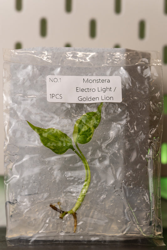 Monstera Electrolight / Golden Lion Variegata Tissue Culture