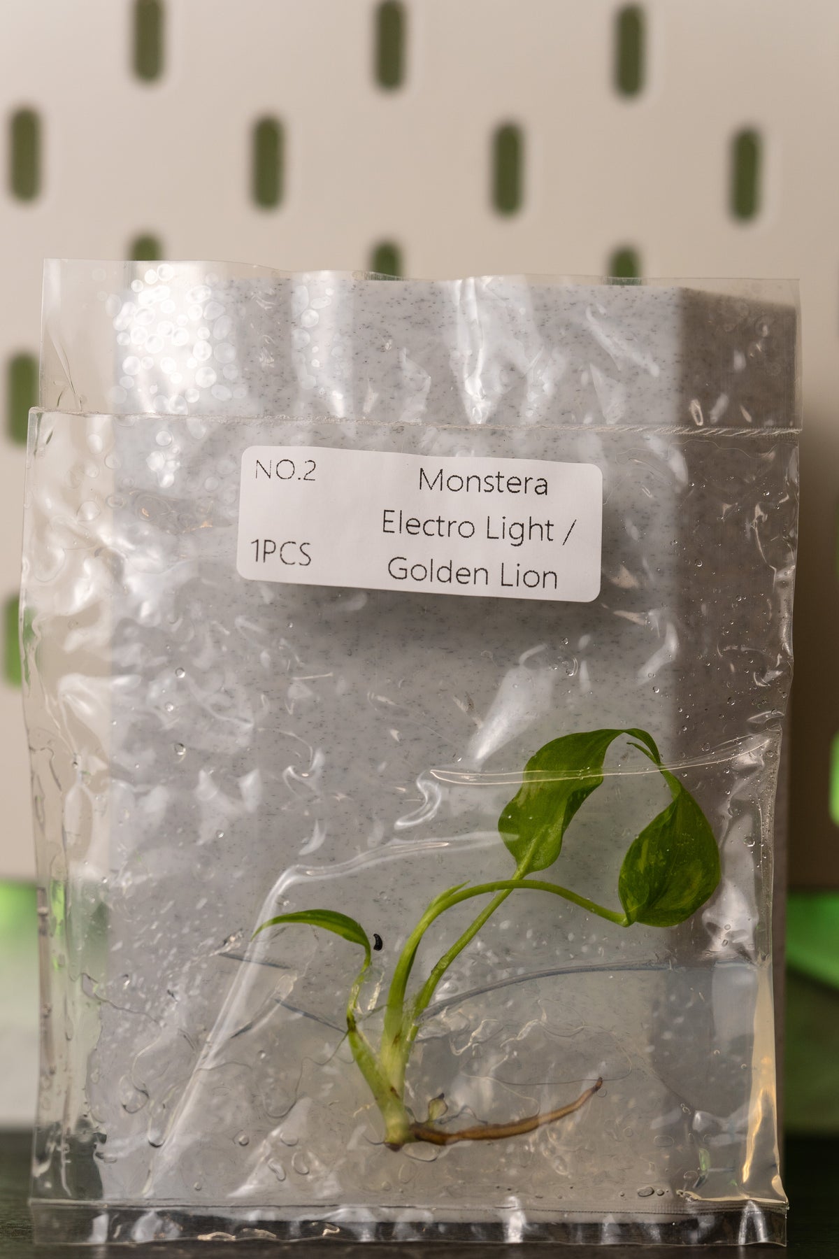 Monstera Electrolight / Golden Lion Variegata Tissue Culture