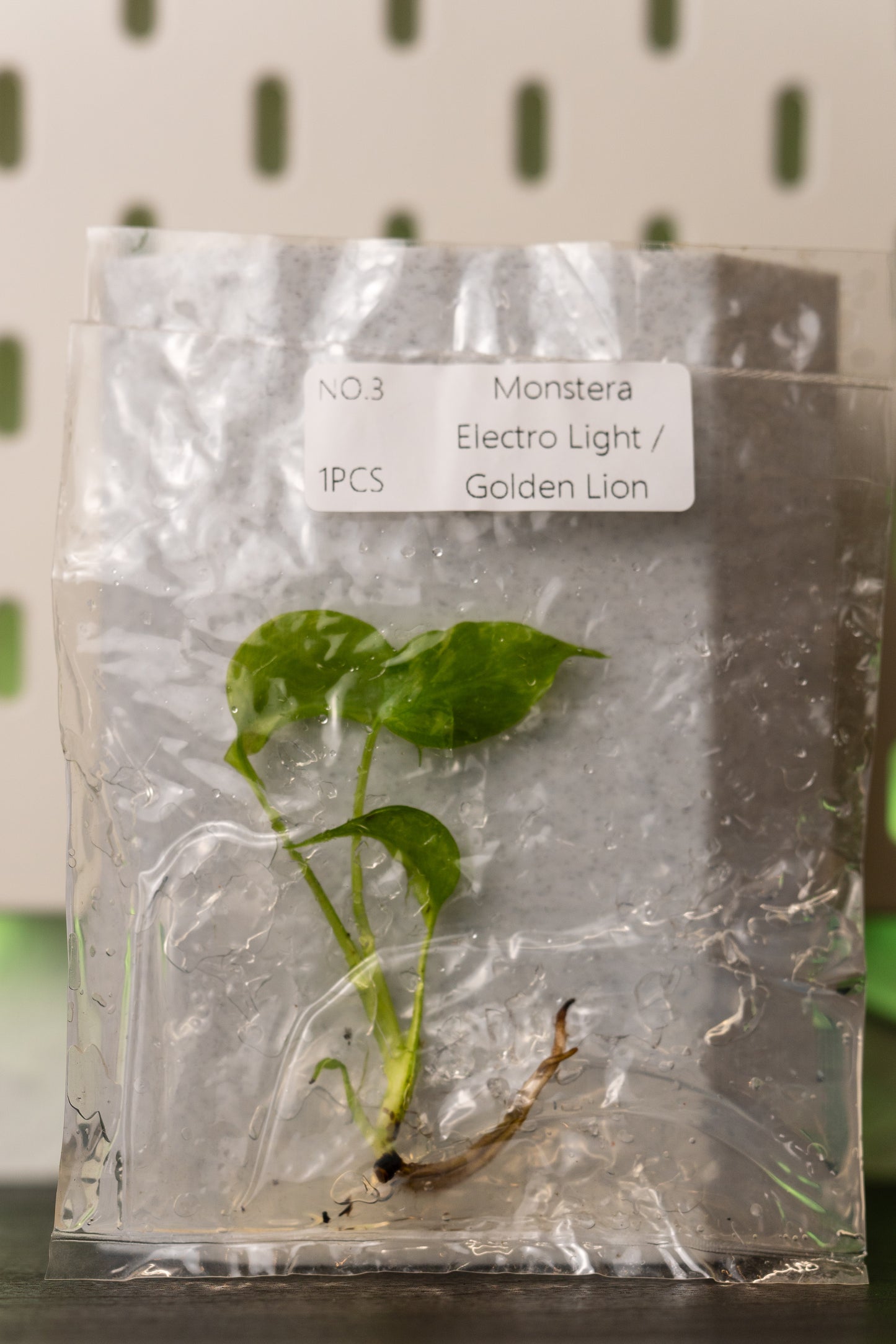 Monstera Electrolight / Golden Lion Variegata Tissue Culture