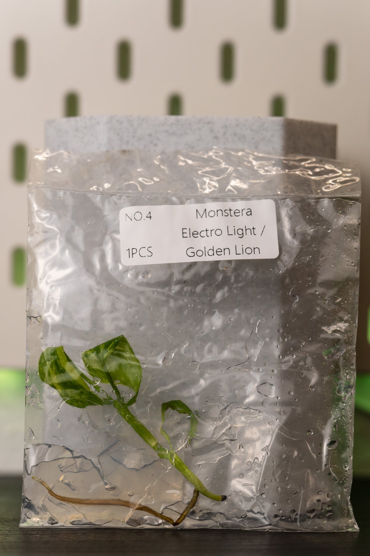 Monstera Electrolight / Golden Lion Variegata Tissue Culture
