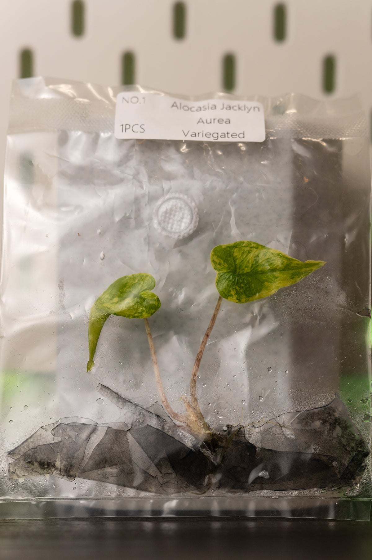 Alocasia Jacklyn Aurea Variegata Tissue Culture