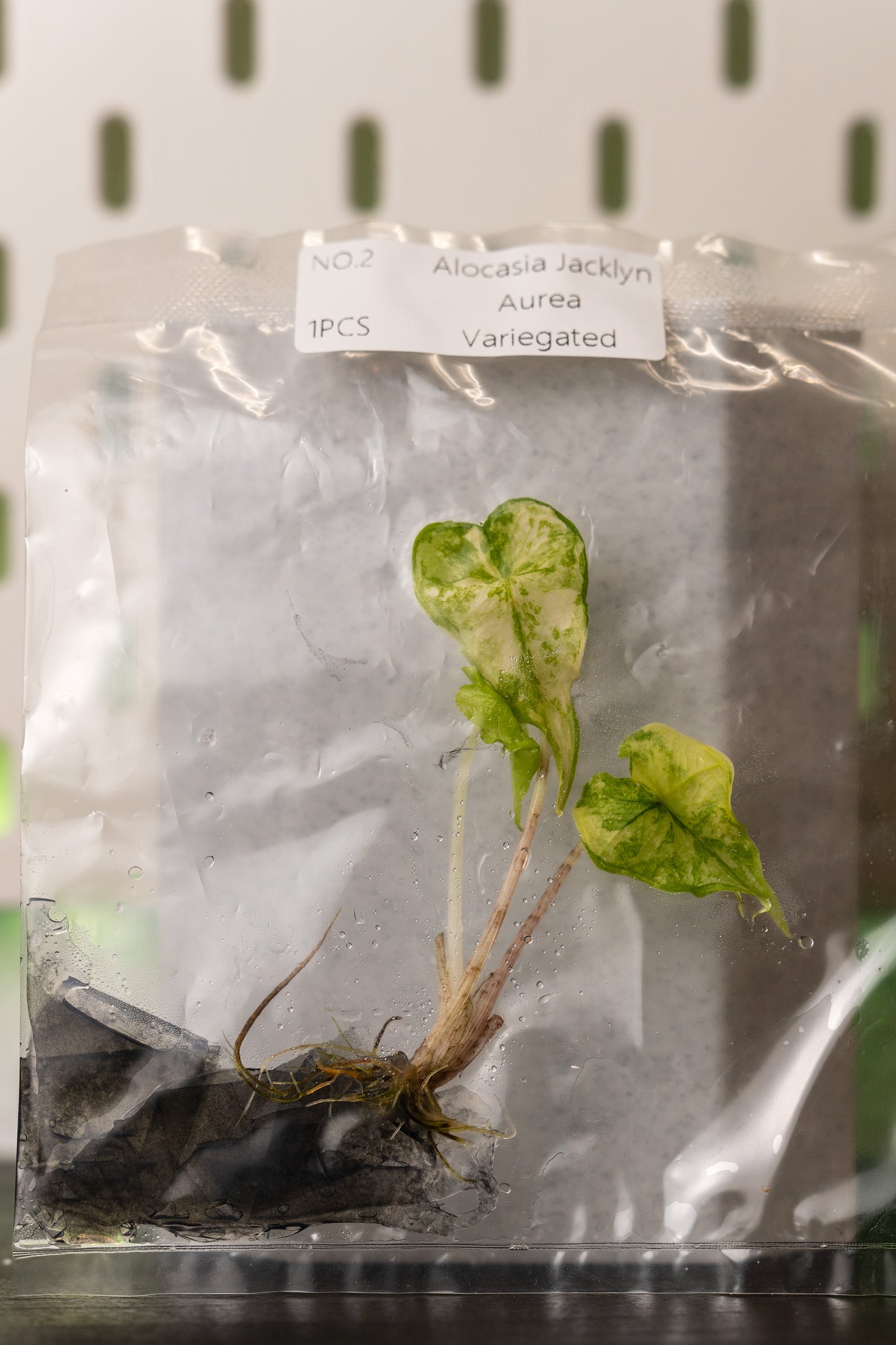 Alocasia Jacklyn Aurea Variegata Tissue Culture